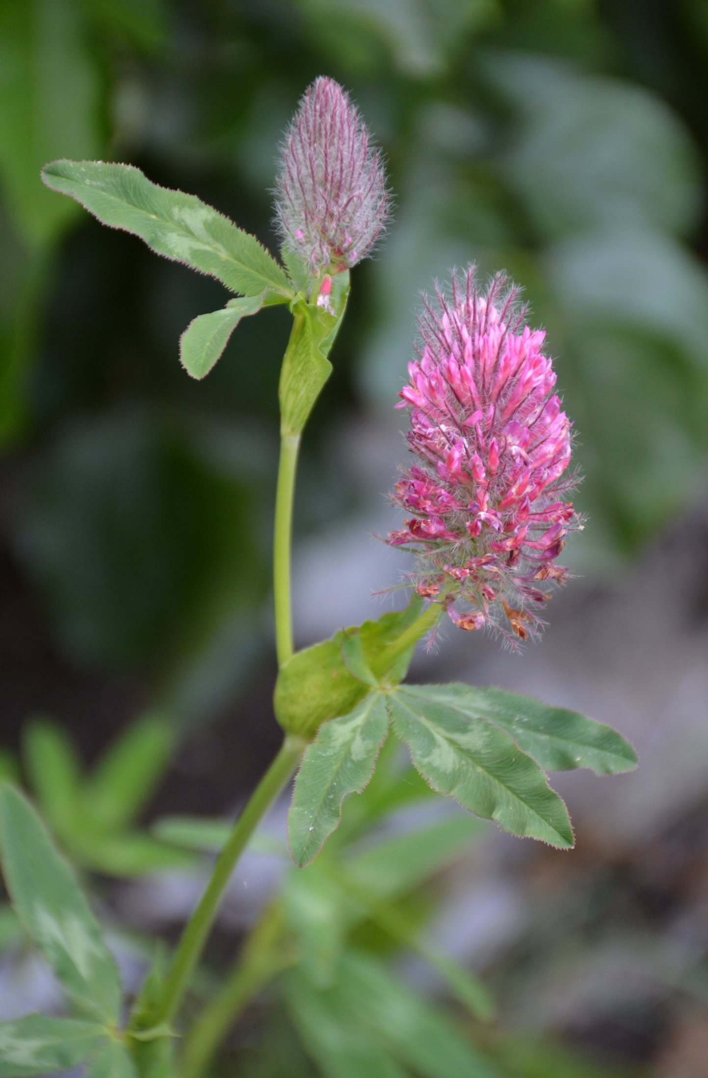 Trifolium rubens?  S